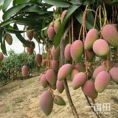 芒果四川攀枝花市_批發(fā)_供應(yīng)-一畝田農(nóng)業(yè)網(wǎng)_專業(yè)的農(nóng)產(chǎn)品信息商務(wù)平臺(tái)