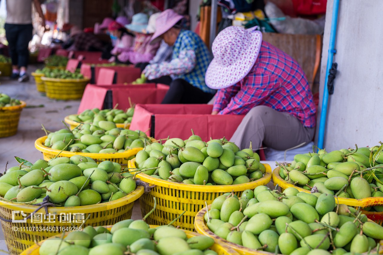 芒果成熟,豐收的芒果,海南芒果 攀枝花芒果,農(nóng)民工回鄉(xiāng)創(chuàng)業(yè),家鄉(xiāng)農(nóng)產(chǎn)品