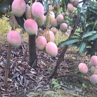 枇杷四川攀枝花仁和區(qū)_批發(fā)_供應(yīng)-一畝田農(nóng)業(yè)網(wǎng)_專業(yè)的農(nóng)產(chǎn)品信息商務(wù)平臺(tái)