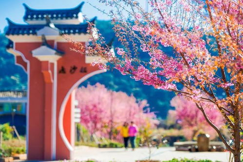 好想去攀枝花曬太陽(yáng)啊 安排