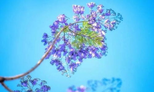 藍花楹盛開 英雄攀枝花浪漫滿城