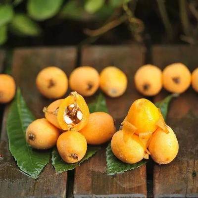 春季感冒咳嗽高發期,這些水果好吃又養生。