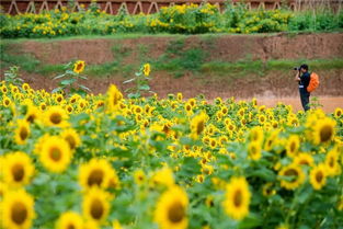 超美 攀枝花這里的向日葵花海驚艷綻放,等您遇見