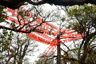 攀枝花市大黑山一日游
