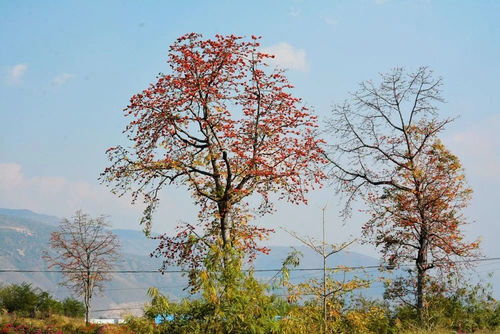 忘了他,來元江,我撿攀枝花養(yǎng)你.....