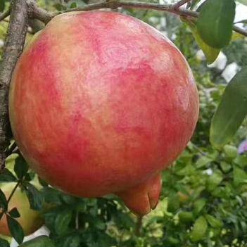 農產品批發供應商王世海 - 惠農網電腦版