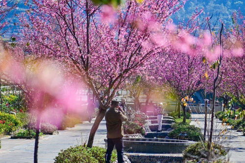 英雄攀枝花 陽光康養地丨最南端 最溫暖 在仁和遇見粉色的冬天