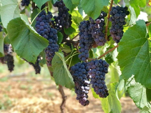 攀 望的生活 蘇鐵花開 相約西區