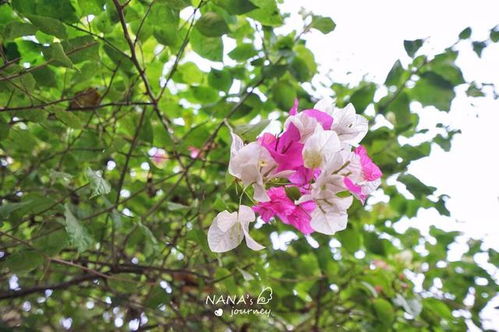 攀枝花的一個低調(diào)公園,是每年三角梅賞花游最佳地方