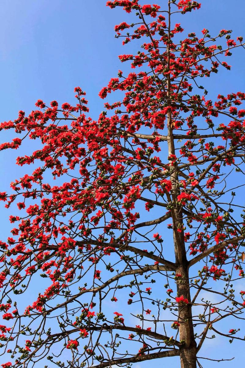 攀枝花開紅如火,迷其風姿難舍離