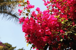 植樹節(jié)大作戰(zhàn) 給攀枝花點顏色看看